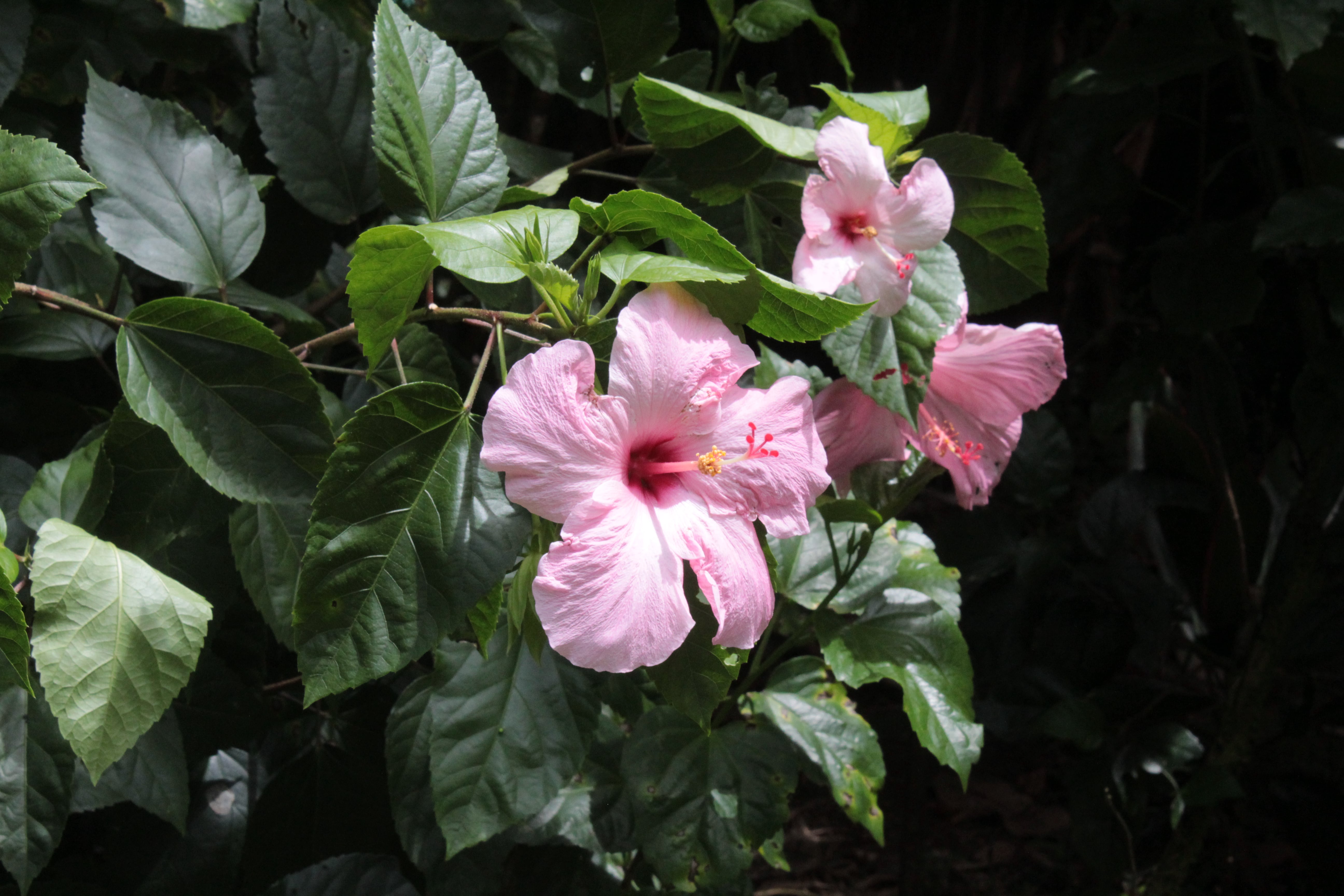 Stephen Schmidt, Astrophysicist