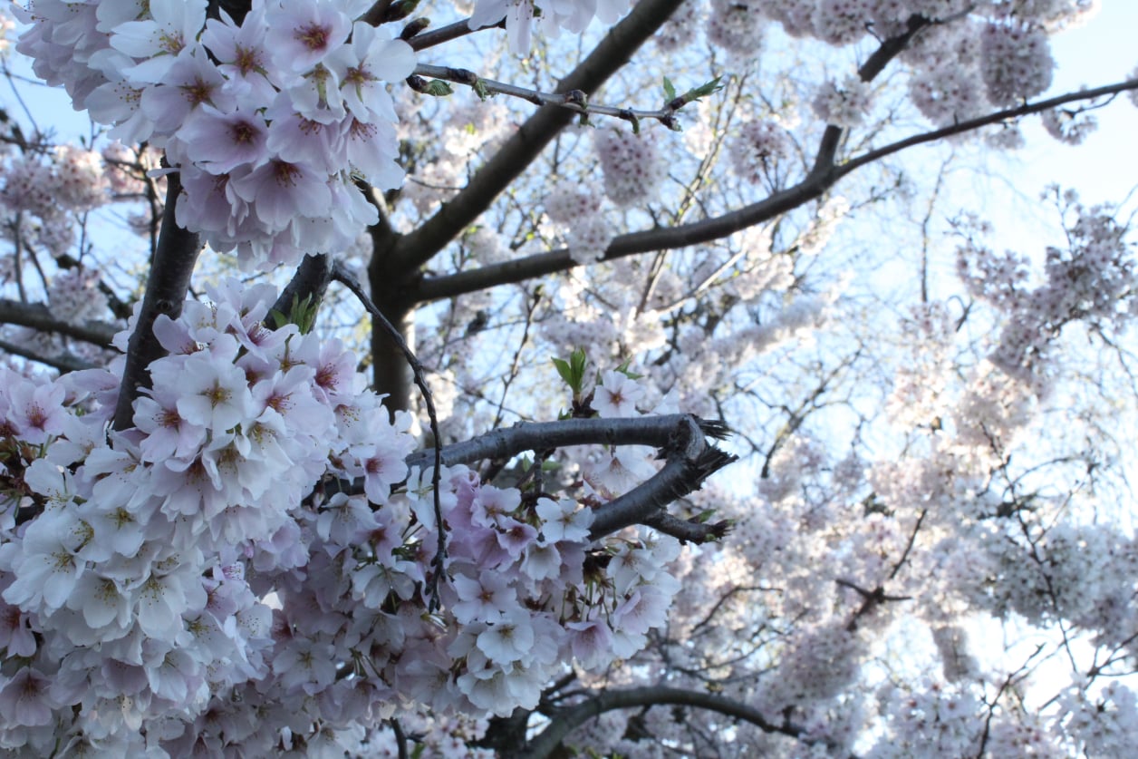 Stephen Schmidt, Astrophysicist