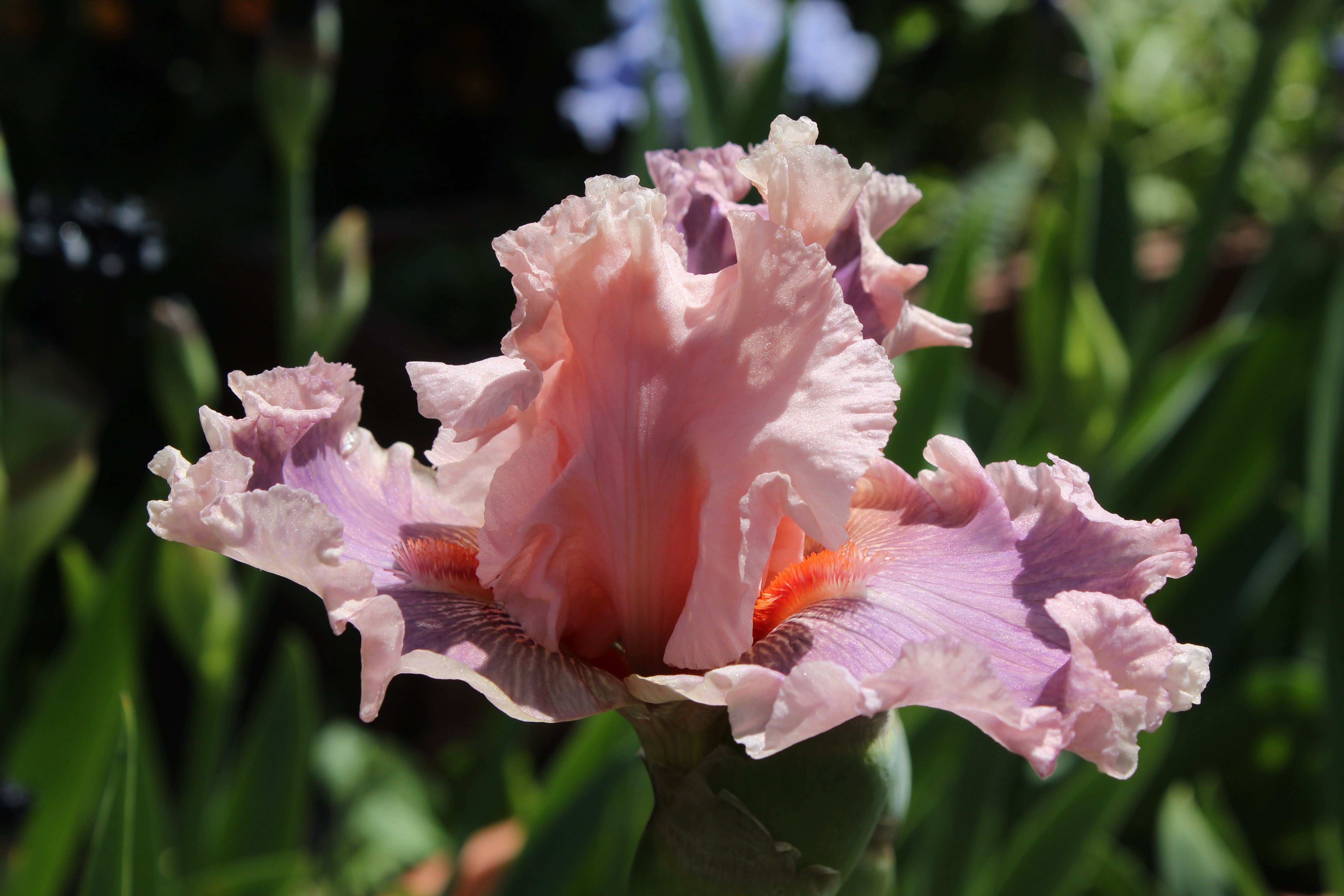 Rhododendron "Glesternacht"