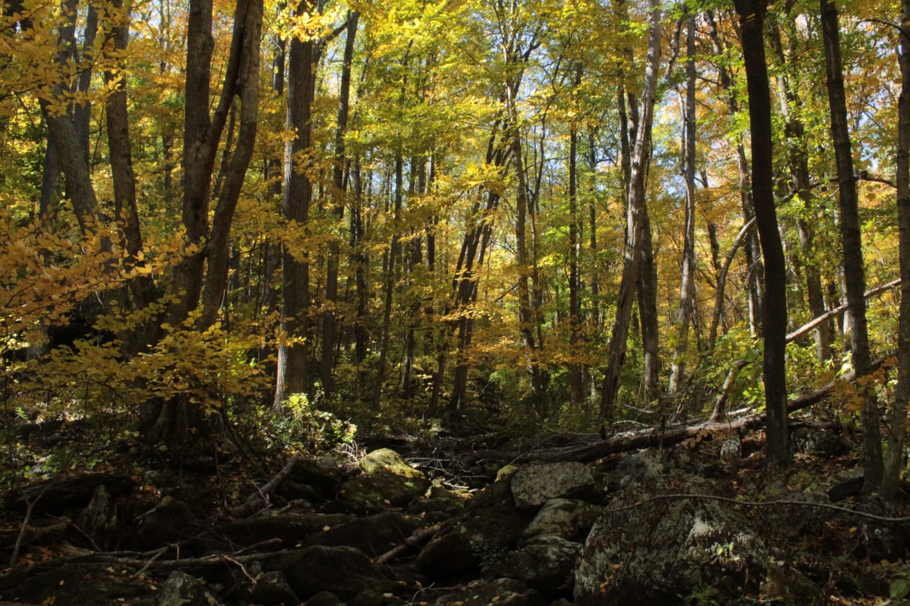Stephen Schmidt, Astrophysicist