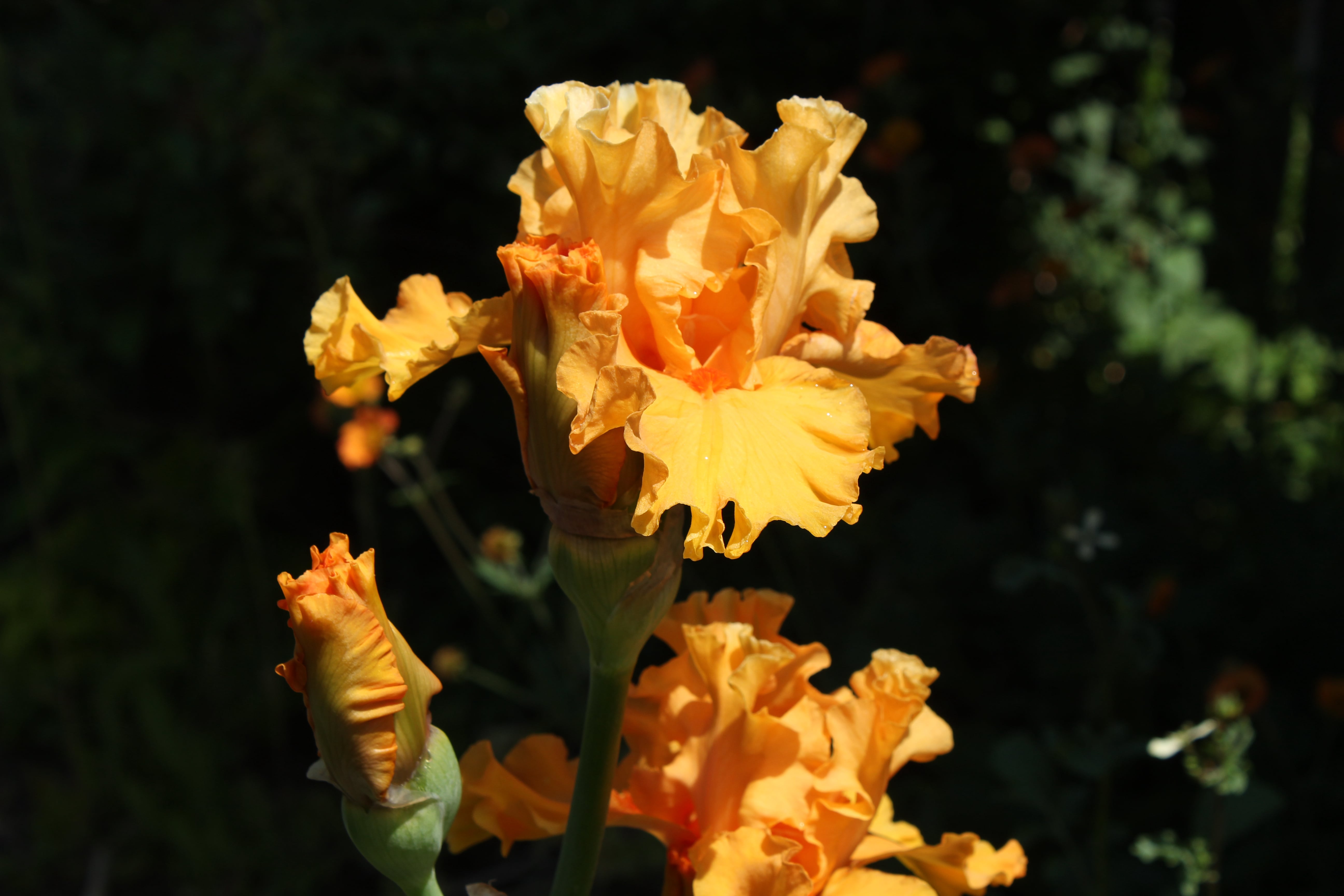 Rhododendron "Glesternacht"