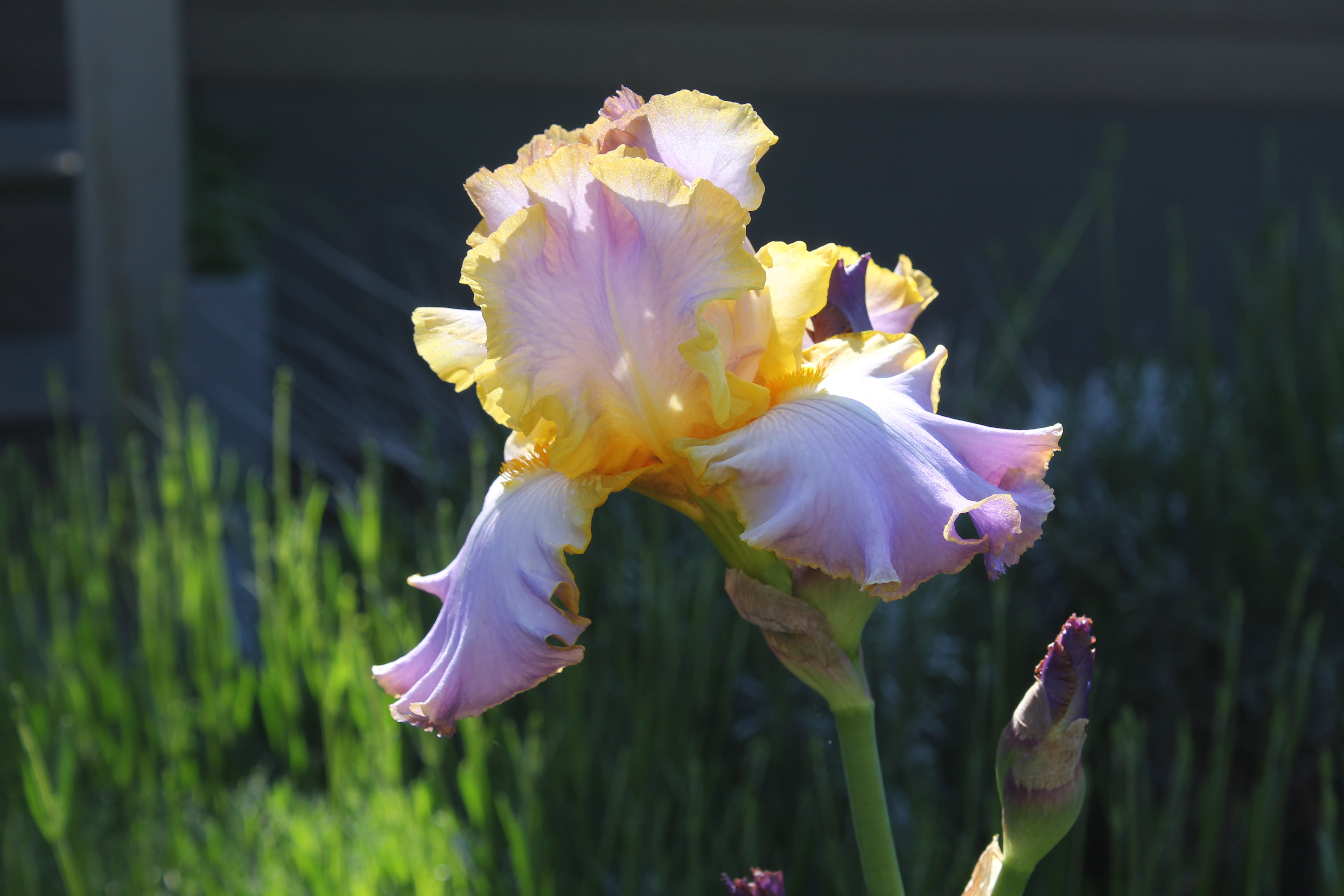Rhododendron "Glesternacht"