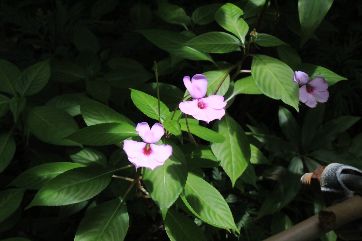 Stephen Schmidt, Astrophysicist