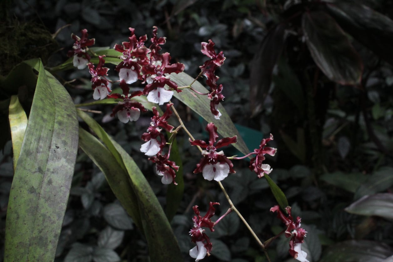 Stephen Schmidt, Astrophysicist