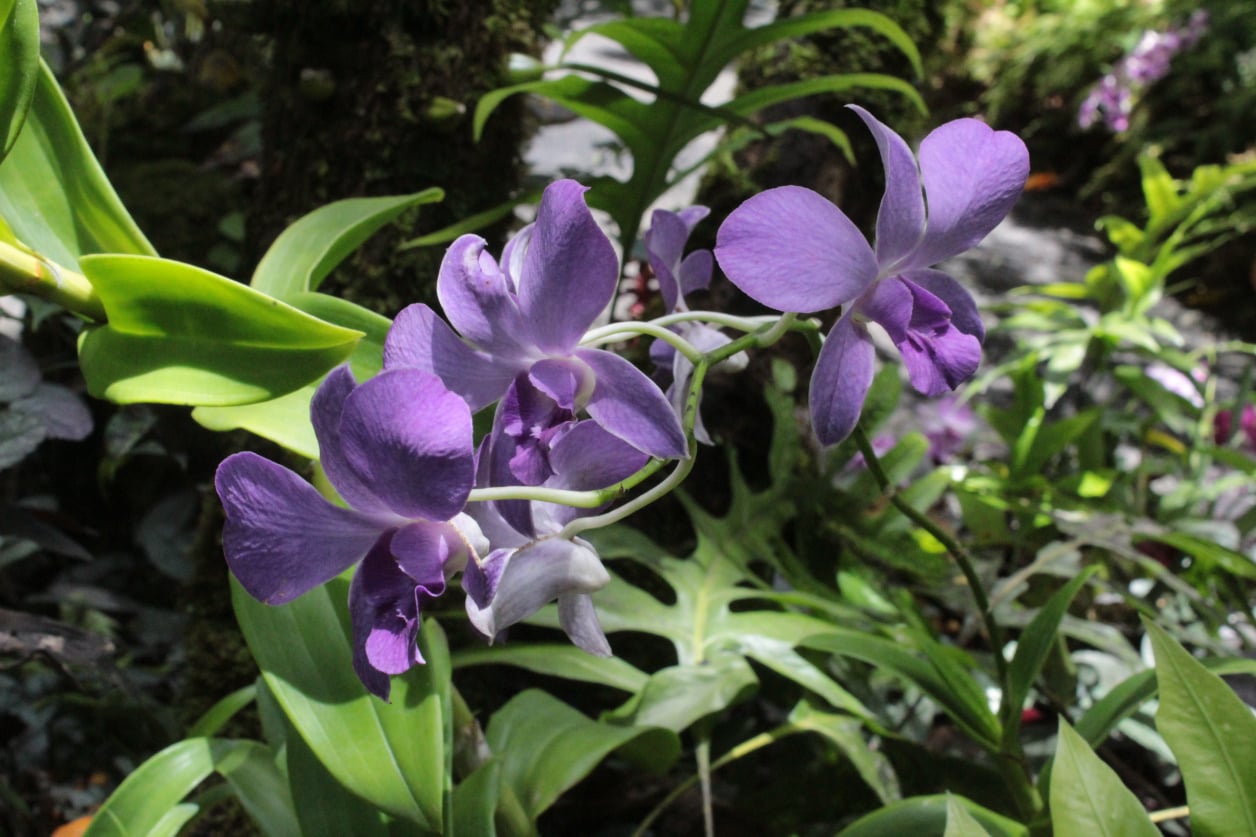 Stephen Schmidt, Astrophysicist