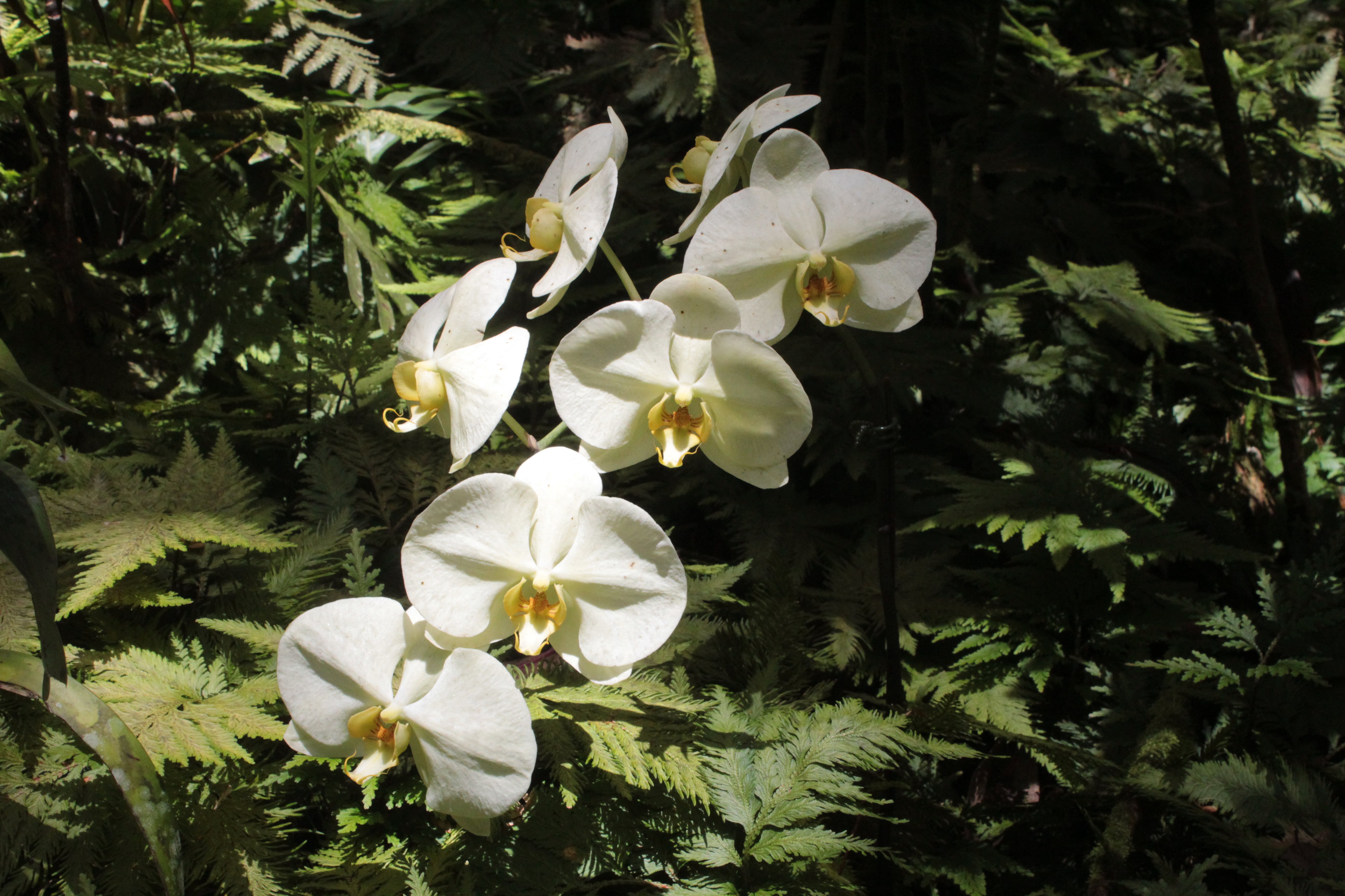 Stephen Schmidt, Astrophysicist