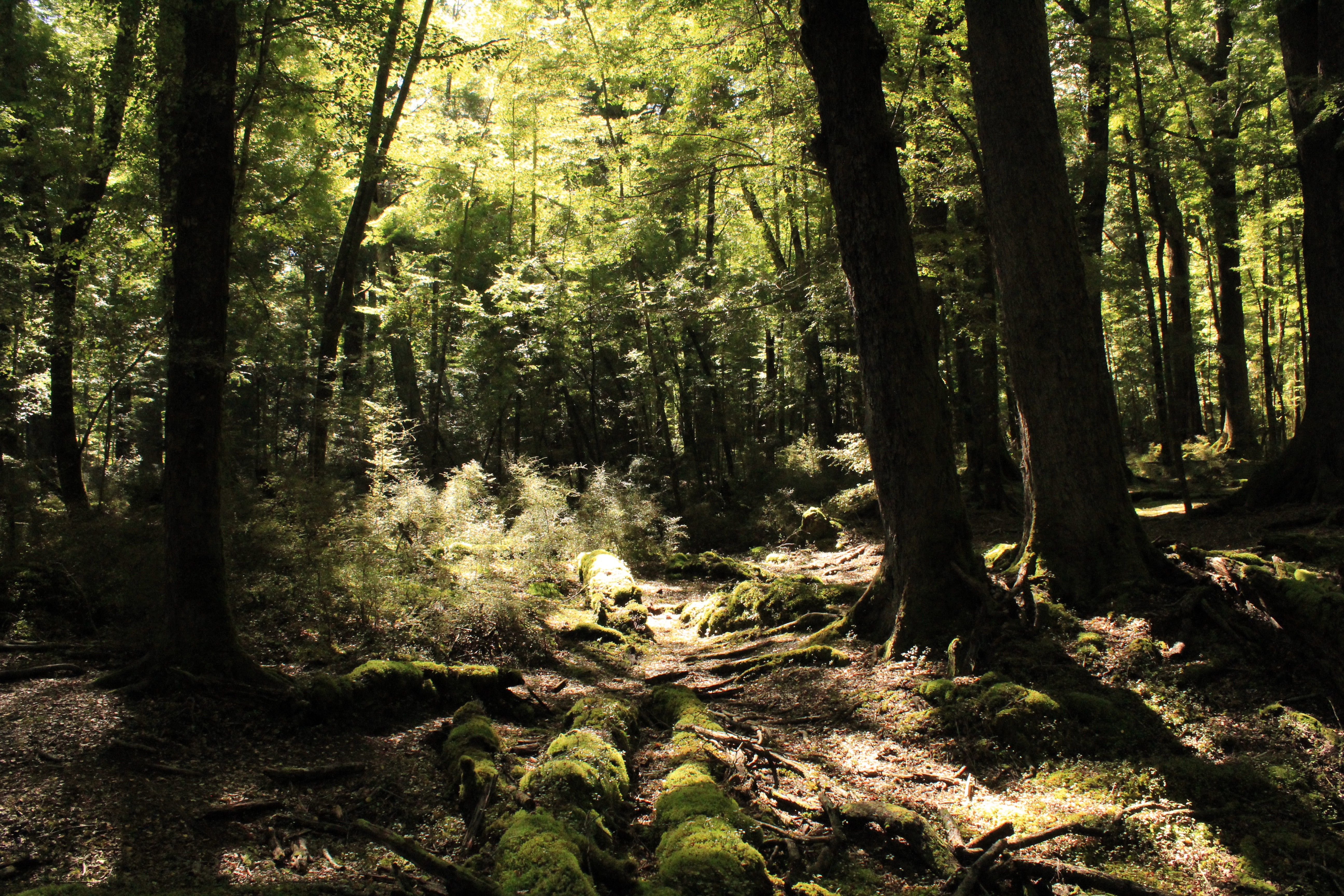 Stephen Schmidt, Astrophysicist