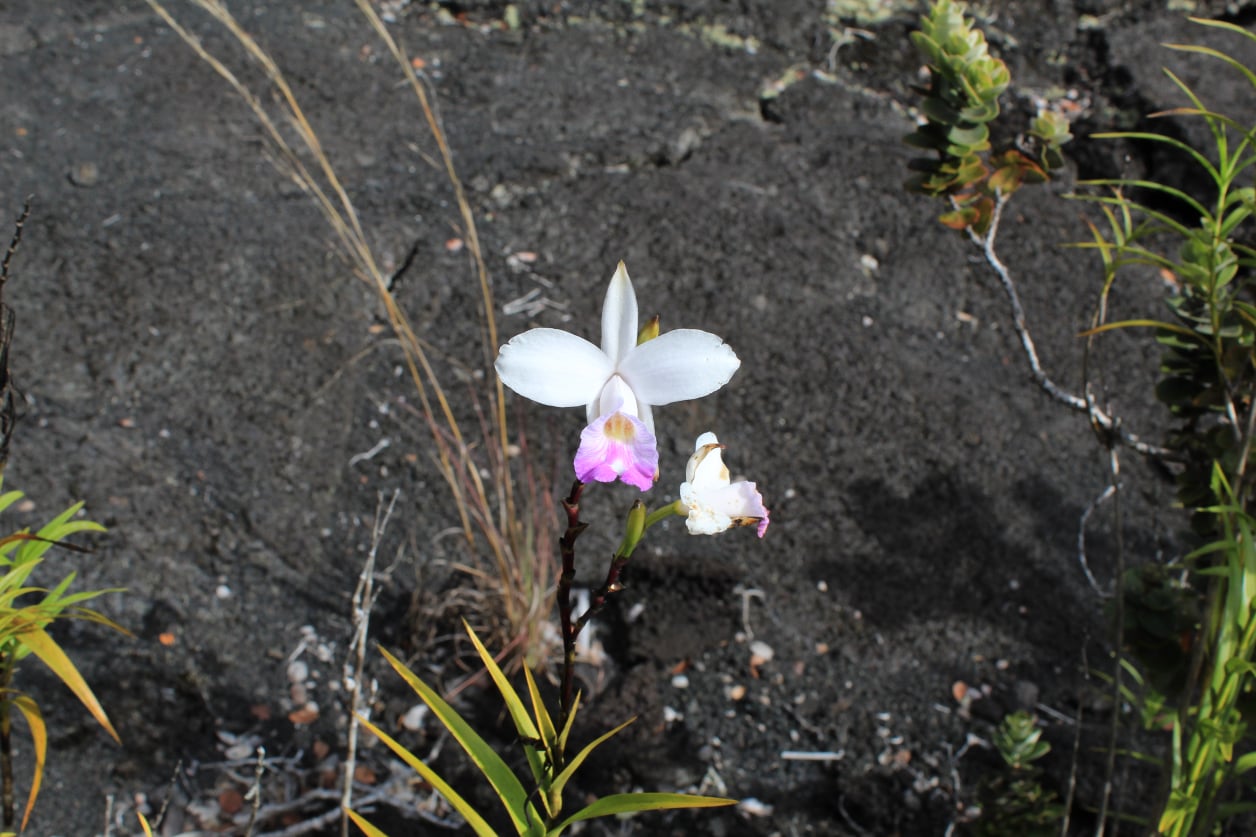 Stephen Schmidt, Astrophysicist